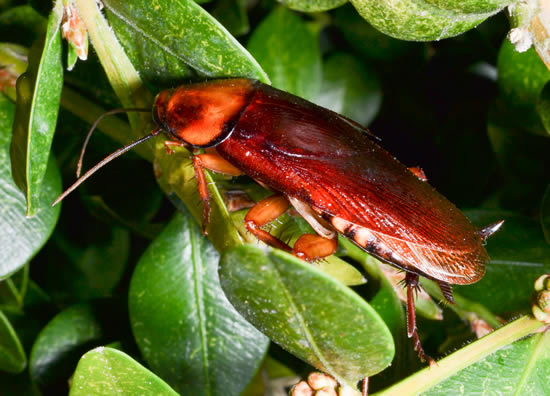 Cockroach & Pest Control Killeen, Temple & Central Texas