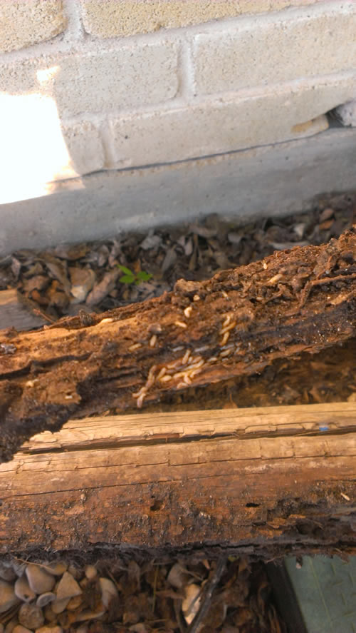 Pest Control Killeen Texas. Termite Damage WDIR / Termite Inspection Reports