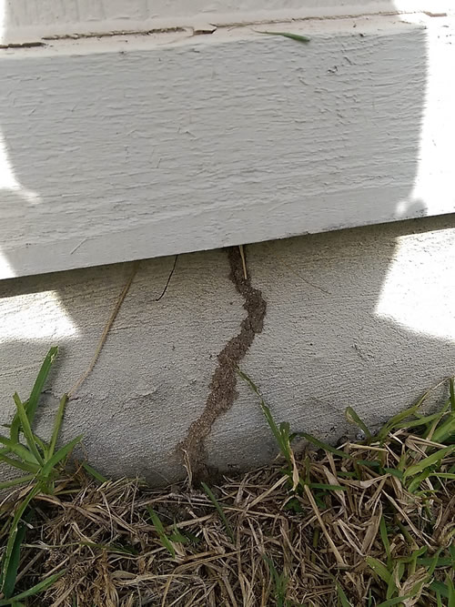 Pest Control Killeen Texas. Termite Mudtube WDIR / Termite Inspection Report