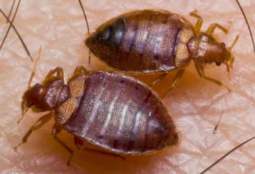 Bedbug Control - Killen & Central Texas