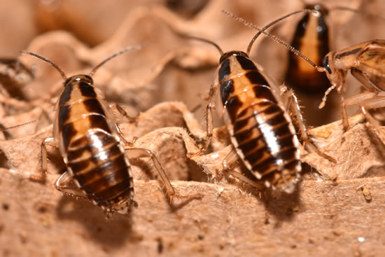 Cockroach Exterminator - Killeen, Temple & Central Texas