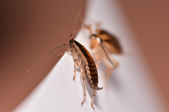 Cockroach Control - Affordable Pest & Termite Control - Killeen, Temple & Central Texas