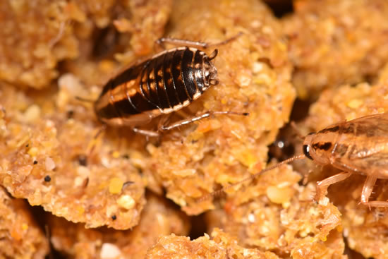 German Cockroach Control & Extermination - Killeen, Temple & Central Texas
